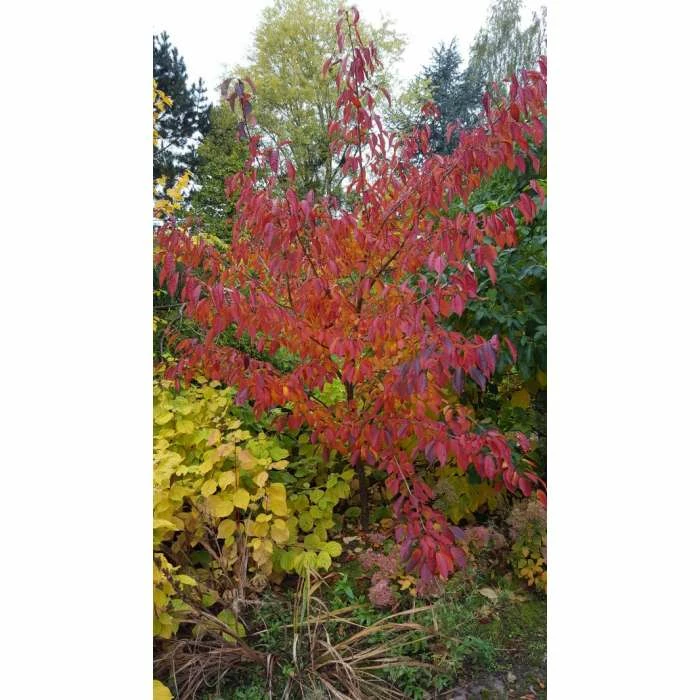 Prunus 'Jacqueline' | Cherry Blossom Tree | 12L Pot | 150-180cm | By Frank P Matthews 4 Prunus 'Jacqueline' | Cherry Blossom Tree | 12L Pot | 150-180cm | By Frank P Matthews - Image 2