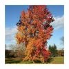 Liquidambar styraciflua | Sweet Gum Tree | 7L Pot | 120-150cm | By Frank P Matthews -Ornamental Trees Shop TR1366 main image c304
