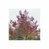 Liquidambar styraciflua 'Worplesdon' | Sweet Gum Tree 1 Liquidambar styraciflua 'Worplesdon' | Sweet Gum Tree -Ornamental Trees Shop TR1368 main image 3268