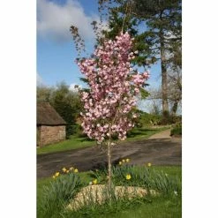 Prunus 'Beni-yutaka' | Cherry Blossom Tree | 12L Pot | 150-180cm | By Frank P Matthews -Ornamental Trees Shop TR1369 add image 1 9b3c