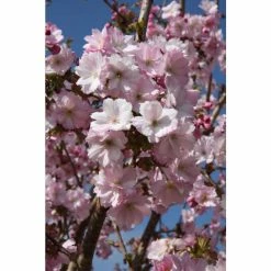 Prunus 'Beni-yutaka' | Cherry Blossom Tree | 12L Pot | 150-180cm | By Frank P Matthews -Ornamental Trees Shop TR1369 rollover image 3744