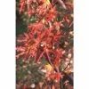Liquidambar styraciflua 'Stared' | Sweet Gum Tree | 12L Pot | 150-180cm | By Frank P Matthews 1 Liquidambar styraciflua 'Stared' | Sweet Gum Tree | 12L Pot | 150-180cm | By Frank P Matthews -Ornamental Trees Shop TR1370 main image 4a6d