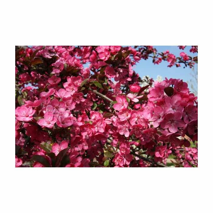 Malus domestica 'Cardinal' | Crab Apple Tree | 12L Pot | 150-180cm | By Frank P Matthews 4 Malus domestica 'Cardinal' | Crab Apple Tree | 12L Pot | 150-180cm | By Frank P Matthews - Image 2