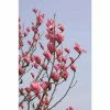 Magnolia 'Spectrum' | 12L Pot | 150-180cm | By Frank P Matthews -Ornamental Trees Shop TR1372 main image 8df1
