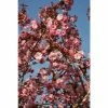 Prunus 'Hokusai' | Cherry Blossom Tree | 12L Pot | 150-180cm | By Frank P Matthews -Ornamental Trees Shop TR1373 main image fc8a