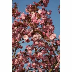 Prunus 'Hokusai' | Cherry Blossom Tree | 12L Pot | 150-180cm | By Frank P Matthews