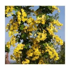 Laburnum x anagyroides 'Yellow Rocket' | Golden Chain Tree | 7L Pot | 120-150cm | By Frank P Matthews