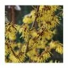 Hamamelis x intermedia 'Arnold Promise' | Yellow Witch Hazel Tree | 12L Pot | 150-180cm | By Frank P Matthews -Ornamental Trees Shop TR1377 main image 7a79