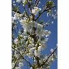 Prunus incisa f. yamadei Tree | Fuji Cherry Blossom Tree | 12L Pot | 150-180cm | By Frank P Matthews -Ornamental Trees Shop TR1379 main image 3b3b