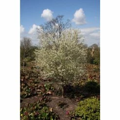 Prunus incisa f. yamadei Tree | Fuji Cherry Blossom Tree | 12L Pot | 150-180cm | By Frank P Matthews 5 Prunus incisa f. yamadei Tree | Fuji Cherry Blossom Tree | 12L Pot | 150-180cm | By Frank P Matthews -Ornamental Trees Shop TR1379 rollover image 06f3