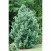 Pinus flexilis 'Vanderwolf's Pyramid' | 7L Pot | 120-150cm | By Frank P Matthews -Ornamental Trees Shop TR1385 main image b834
