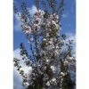 Prunus 'Sunset Boulevard' | Upright Cherry Blossom Tree | 12L Pot | 150-180cm | By Frank P Matthews -Ornamental Trees Shop TR1387 main image 7690