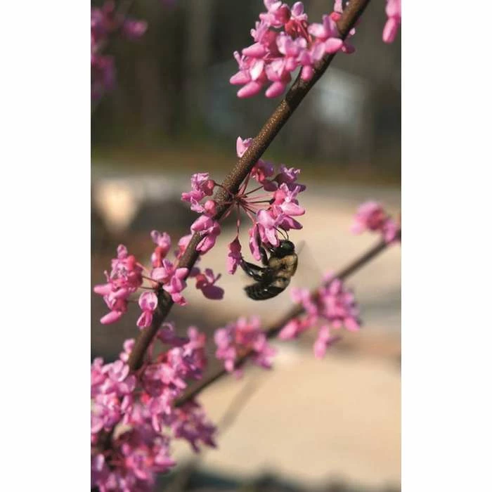 Cercis canadensis 'Hearts of Gold' | Eastern Redbud Tree | 12L Pot | 150-180cm | By Frank P Matthews 3 Cercis canadensis 'Hearts of Gold' | Eastern Redbud Tree | 12L Pot | 150-180cm | By Frank P Matthews