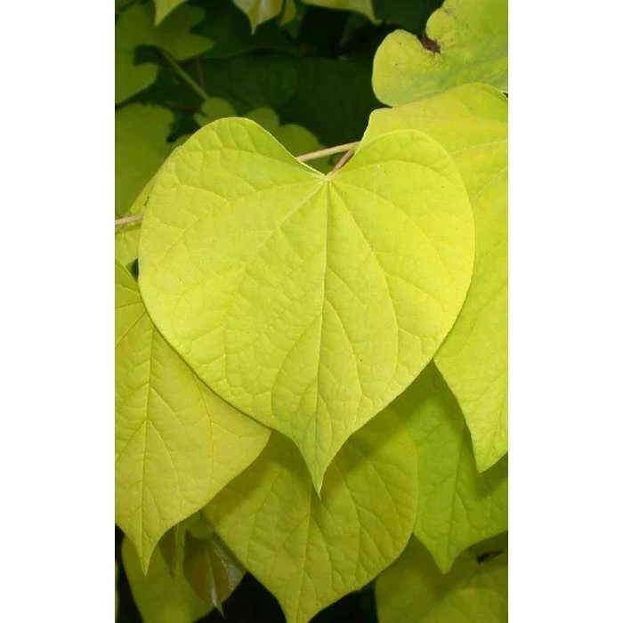 Cercis canadensis 'Hearts of Gold' | Eastern Redbud Tree | 12L Pot | 150-180cm | By Frank P Matthews 4 Cercis canadensis 'Hearts of Gold' | Eastern Redbud Tree | 12L Pot | 150-180cm | By Frank P Matthews - Image 2