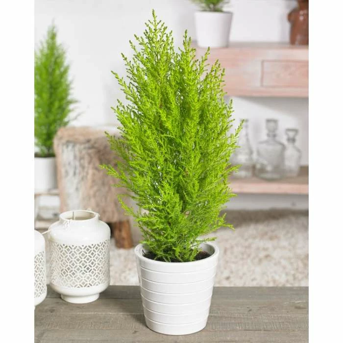 Cupressus macrocarpa 'Wilma' | Monterey cypress | 7L Pot | 120-150cm | By Frank P Matthews 3 Cupressus macrocarpa 'Wilma' | Monterey cypress | 7L Pot | 120-150cm | By Frank P Matthews