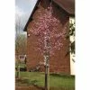 Prunus 'Shosar' | Cherry Blossom Tree | 12L Pot | 150-180cm | By Frank P Matthews 2 Prunus 'Shosar' | Cherry Blossom Tree | 12L Pot | 150-180cm | By Frank P Matthews -Ornamental Trees Shop TR1394 main image 3950