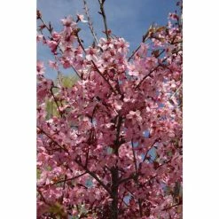Prunus 'Shosar' | Cherry Blossom Tree | 12L Pot | 150-180cm | By Frank P Matthews -Ornamental Trees Shop TR1394 rollover image 1257