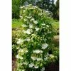 Viburnum plicatum Kilimanjaro | Flowering Viburnum Tree | 12L Pot | 120-150cm | By Frank P Matthews -Ornamental Trees Shop TR1396 main image 50dc