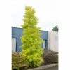 Ginkgo Biloba 'Fastigiata Blagon' | Maidenhair Tree | 7L Pot | 120-150cm | By Frank P Matthews 2 Ginkgo Biloba 'Fastigiata Blagon' | Maidenhair Tree | 7L Pot | 120-150cm | By Frank P Matthews -Ornamental Trees Shop TR1401 main image e6a1