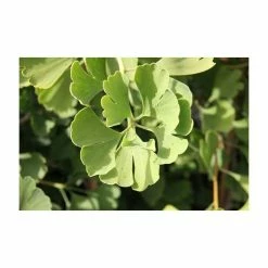 Ginkgo Biloba 'Fastigiata Blagon' | Maidenhair Tree | 7L Pot | 120-150cm | By Frank P Matthews -Ornamental Trees Shop TR1401 rollover image 260a