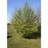 Carpinus Betulus | Common Hornbeam Tree | 12L Pot | 150-180cm | By Frank P Matthews -Ornamental Trees Shop TR1402 main image a362