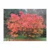 Sorbus sargentiana | Rowan Tree | 12L Pot | 150-180cm | By Frank P Matthews 1 Sorbus sargentiana | Rowan Tree | 12L Pot | 150-180cm | By Frank P Matthews -Ornamental Trees Shop TR1403 main image b7b8