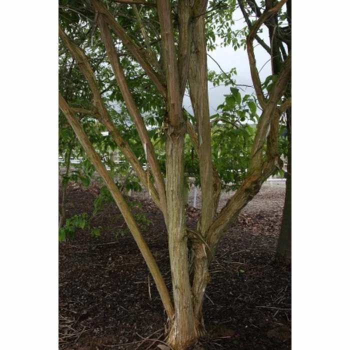 Heptacodium miconioides | Seven Son Flower Tree | 7L Pot | 120-150cm | By Frank P Matthews 3 Heptacodium miconioides | Seven Son Flower Tree | 7L Pot | 120-150cm | By Frank P Matthews