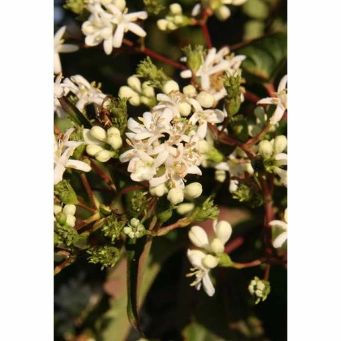 Heptacodium miconioides | Seven Son Flower Tree | 7L Pot | 120-150cm | By Frank P Matthews 4 Heptacodium miconioides | Seven Son Flower Tree | 7L Pot | 120-150cm | By Frank P Matthews - Image 2