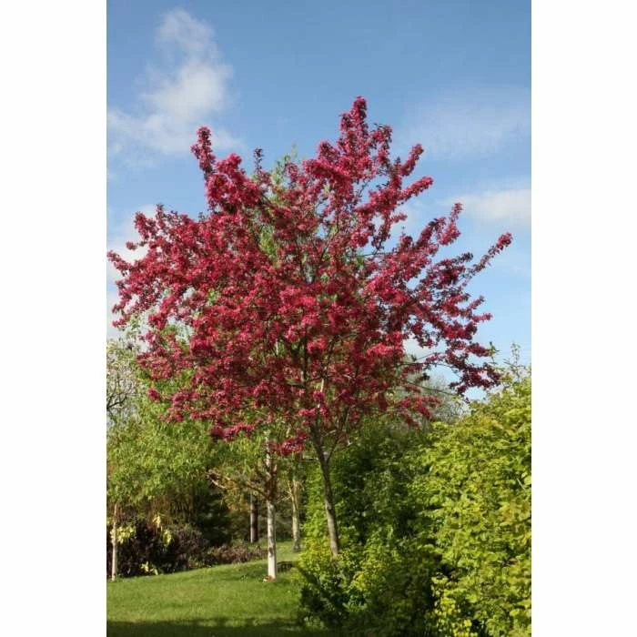 Malus 'Prairifire' | Crab Apple Tree | 12L Pot | 150-180cm | By Frank P Matthews 4 Malus 'Prairifire' | Crab Apple Tree | 12L Pot | 150-180cm | By Frank P Matthews - Image 2