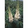 Aesculus parviflora | Bottlebrush Buckeye | 12L Pot | 150-180cm | By Frank P Matthews -Ornamental Trees Shop TR1410 main image 7119