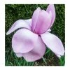 Magnolia 'Princess Margaret' | 12L Pot | 150-180cm | By Frank P Matthews 1 Magnolia 'Princess Margaret' | 12L Pot | 150-180cm | By Frank P Matthews -Ornamental Trees Shop TR1414 main image dcb9