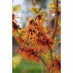 Hamamelis x intermedia 'Jelena' | Orange Witch Hazel Tree | 12L Pot | 150-180cm | By Frank P Matthews