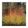 Cornus sanguinea 'Midwinter Fire' | Doogwood | 7L Pot | 120-150cm | By Frank P Matthews -Ornamental Trees Shop TR1420 main image 0ecc
