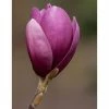 Magnolia 'Shirazz' | Purple Magnolia Tree | 12L Pot | 150-180cm | By Frank P Matthews