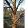 Betula 'Dark-Ness' | Himalayan Birch Tree | 12L Pot | 150-180cm | By Frank P Matthews -Ornamental Trees Shop TR1425 main image d678