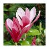 Magnolia 'Sunset Swirl' | 12L Pot | 150-180cm | By Frank P Matthews -Ornamental Trees Shop TR1430 main image c770