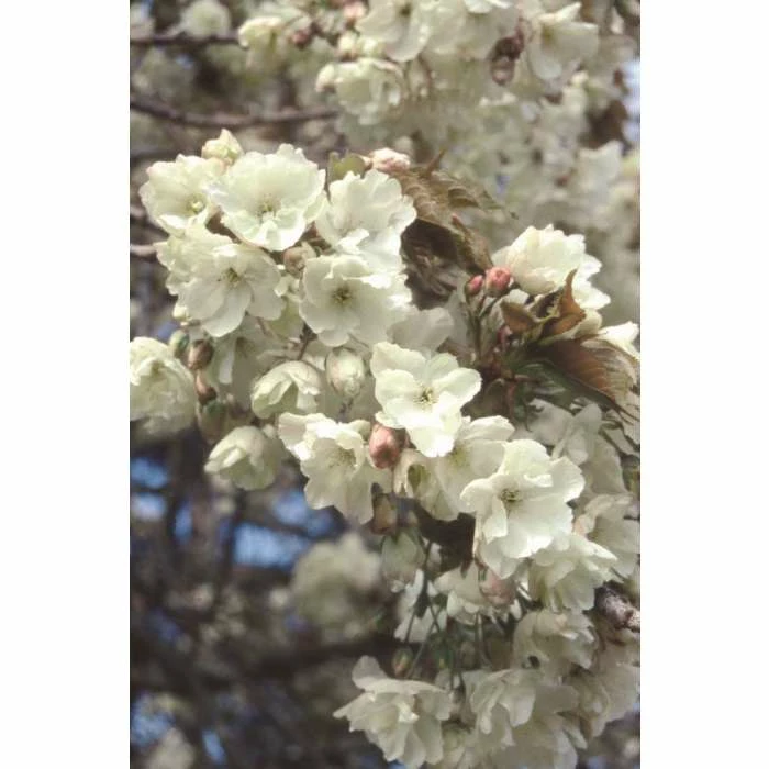 Prunus 'Ukon' | Cherry Bloosom Tree | 12L Pot | 150-180cm | By Frank P Matthews 3 Prunus 'Ukon' | Cherry Bloosom Tree | 12L Pot | 150-180cm | By Frank P Matthews