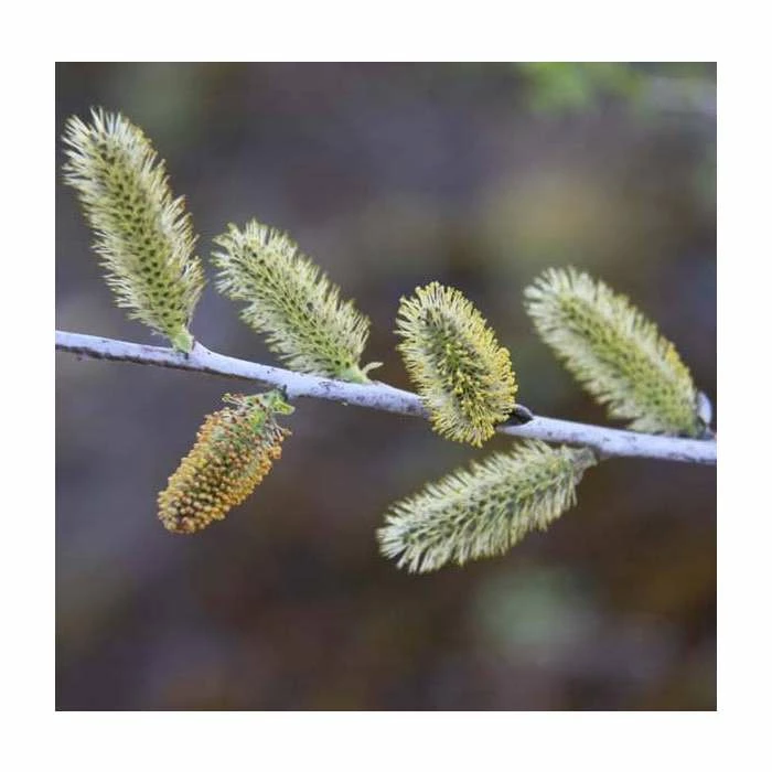 Salix irrorata | Blue Willow Tree | 12L Pot | 150-180cm | By Frank P Matthews 5 Salix irrorata | Blue Willow Tree | 12L Pot | 150-180cm | By Frank P Matthews - Image 3