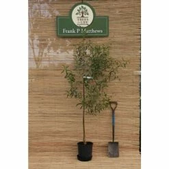 Salix irrorata | Blue Willow Tree | 12L Pot | 150-180cm | By Frank P Matthews