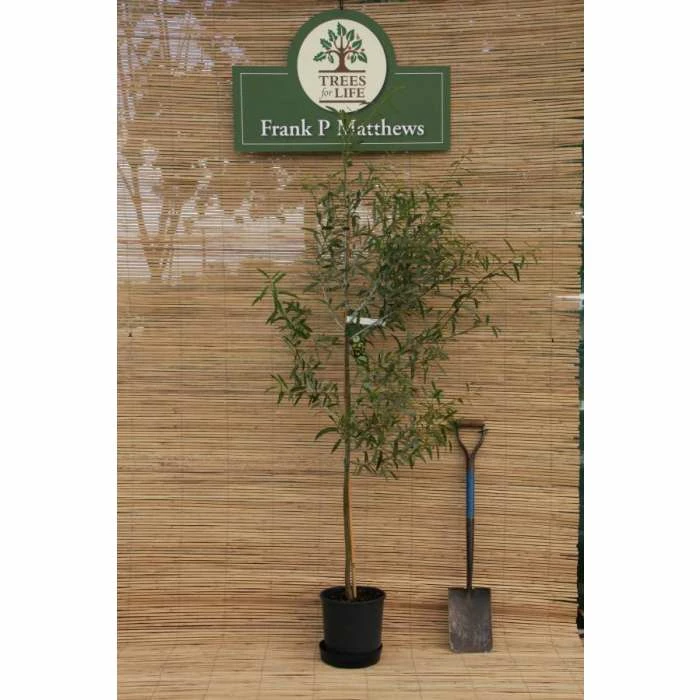 Salix irrorata | Blue Willow Tree | 12L Pot | 150-180cm | By Frank P Matthews 3 Salix irrorata | Blue Willow Tree | 12L Pot | 150-180cm | By Frank P Matthews