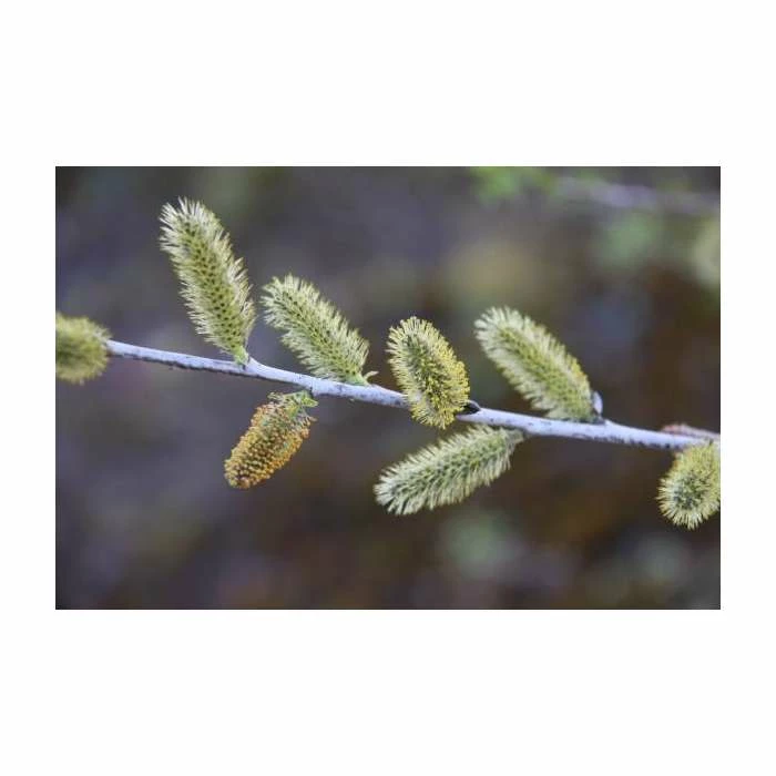 Salix irrorata | Blue Willow Tree | 12L Pot | 150-180cm | By Frank P Matthews 4 Salix irrorata | Blue Willow Tree | 12L Pot | 150-180cm | By Frank P Matthews - Image 2