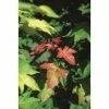 Acer cappadocicum 'Rubrum' | Red Cappadocian Maple Tree | 12L Pot | 150-180cm | By Frank P Matthews -Ornamental Trees Shop TR1435 main image 054d