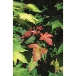 Acer cappadocicum 'Rubrum' | Red Cappadocian Maple Tree | 12L Pot | 150-180cm | By Frank P Matthews