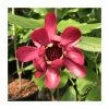 Calycanthus 'Aphrodite' | 12L Pot | 120-130cm | By Frank P Matthews -Ornamental Trees Shop TR1438 main image 064b