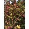 Euonymus phellomanus | Corky Spindle Tree | 12L Pot | 150-180cm | By Frank P Matthews -Ornamental Trees Shop TR1441 main image 982b