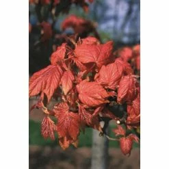 Acer pseudoplatanus 'Prinz Handjery' | Dwarf Sycamore Tree | 12L Pot | 150-180cm | By Frank P Matthews