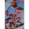 Acer 'Red Flamingo' | Maple Tree | 12L Pot | 150-180cm | By Frank P Matthews -Ornamental Trees Shop TR1451 main image 9f44