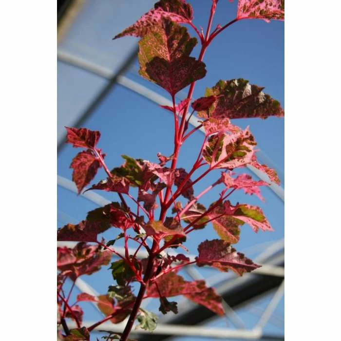 Acer 'Red Flamingo' | Maple Tree | 12L Pot | 150-180cm | By Frank P Matthews 3 Acer 'Red Flamingo' | Maple Tree | 12L Pot | 150-180cm | By Frank P Matthews