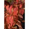 Carpinus betulus 'Rockhampton Red' | Common Hornbeam Tree | 12L Pot | 150-180cm | By Frank P Matthews 2 Carpinus betulus 'Rockhampton Red' | Common Hornbeam Tree | 12L Pot | 150-180cm | By Frank P Matthews -Ornamental Trees Shop TR1457 main image 62fe