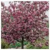 Malus 'Rudolph' | Purple Flowering Crab Apple Tree | 12L Pot | 150-180cm | By Frank P Matthews -Ornamental Trees Shop TR1458 main image 5a4a